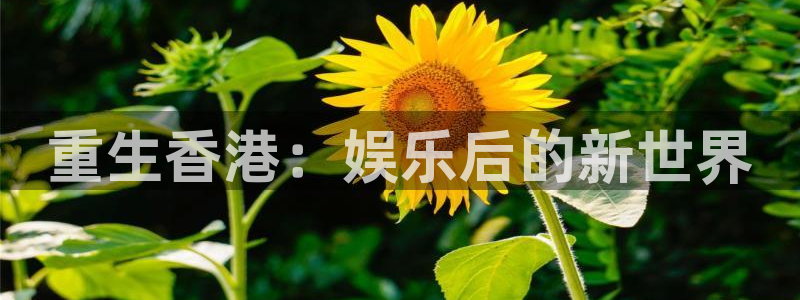 赢彩网体育免费注册入口：重生香港：娱乐后的新世界
